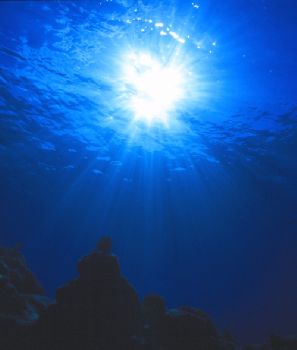 A Higher Power.  Taken in Grand Cayman with a Nikonos V, ... by Beverly J. Speed 